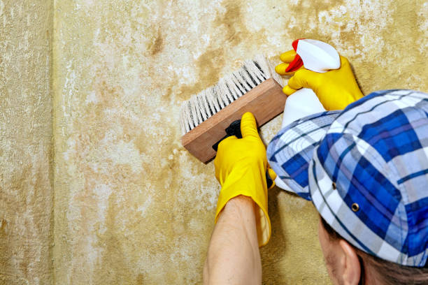 Reliable Ellenton, FL Mold Removal Solutions