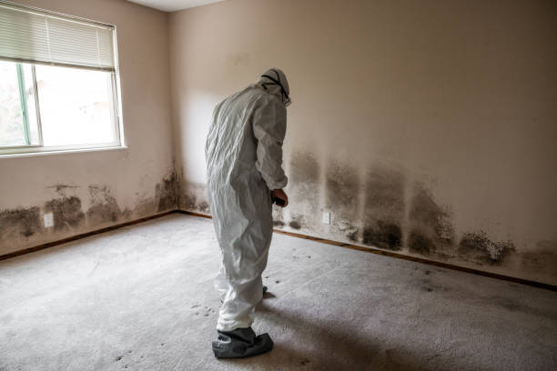 Asbestos and Lead Testing During Mold Inspection in Ellenton, FL